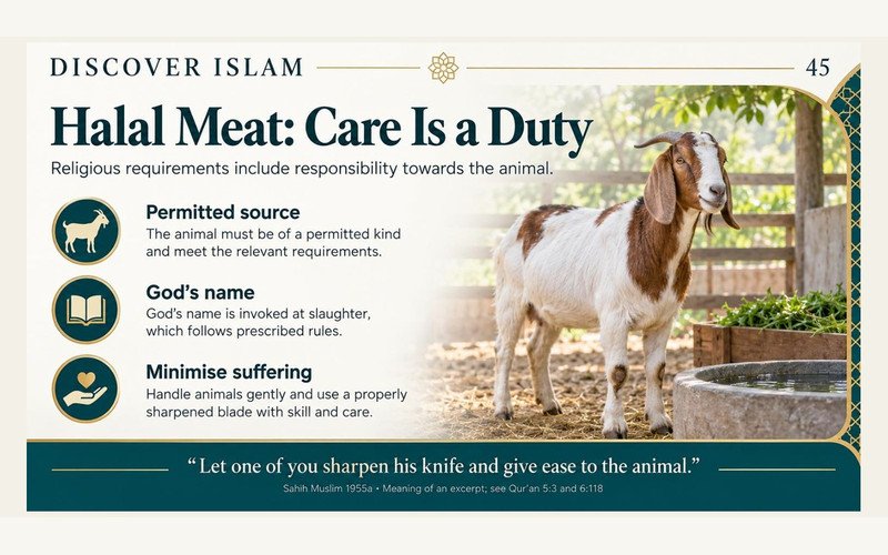 Halal meat and responsibility towards animals